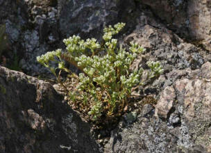 Scleranthus perennis / Ausdauernder Knuel / Caryophyllaceae / Nelkengewchse