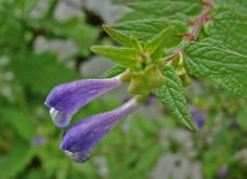 Scutellaria galericulata / Sumpf-Helmkraut / Lamiaceae / Lippenbltengewchse