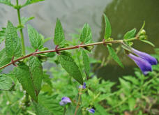 Scutellaria galericulata / Sumpf-Helmkraut / Lamiaceae / Lippenbltengewchse