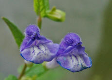 Scutellaria galericulata / Sumpf-Helmkraut / Lamiaceae / Lippenbltengewchse