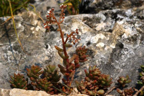 Sedum album / Weie Fetthenne / Crassulaceae -  Dickblattgewchse