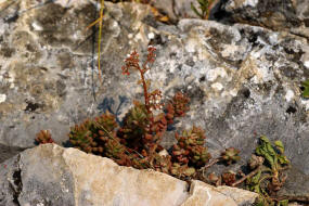 Sedum album / Weie Fetthenne / Crassulaceae -  Dickblattgewchse