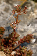 Sedum album / Weie Fetthenne / Crassulaceae -  Dickblattgewchse