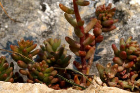 Sedum album / Weie Fetthenne / Crassulaceae -  Dickblattgewchse