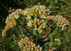 Sedum maximum / Grosse Fetthenne / Crassulaceae / Dickblattgewchse