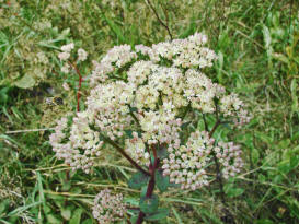 Sedum maximum / Grosse Fetthenne / Crassulaceae / Dickblattgewchse