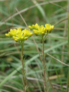 Sedum rupestre / Gewhnliche Felsen-Fetthenne / Tripmadam / Crassulaceae / Dickblattgewchse