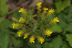 Sedum rupestre / Gewhnliche Felsen-Fetthenne / Tripmadam / Crassulaceae / Dickblattgewchse