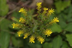 Sedum rupestre / Gewhnliche Felsen-Fetthenne / Tripmadam / Crassulaceae / Dickblattgewchse