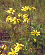 Senecio erucifolius / Raukenblttriges Greiskraut / Asteraceae / Korbbltengewchse