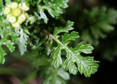 Senecio jacobaea / Jakobs-Greiskraut / Jakobskraut / Asteraceae / Korbbltengewchse