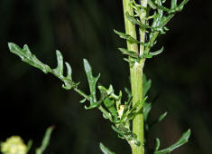 Senecio jacobaea / Jakobs-Greiskraut / Jakobskraut / Asteraceae / Korbbltengewchse