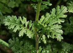 Senecio jacobaea / Jakobs-Greiskraut / Jakobskraut / Asteraceae / Korbbltengewchse