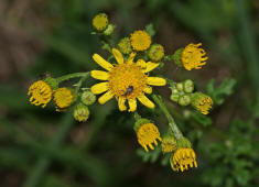 Senecio jacobaea / Jakobs-Greiskraut / Jakobskraut / Asteraceae / Korbbltengewchse