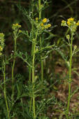 Senecio jacobaea / Jakobs-Greiskraut / Jakobskraut / Asteraceae / Korbbltengewchse