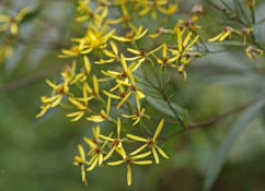 Senecio ovatus / Fuchs' Greiskraut / Asteraceae / Korbbltengewchse