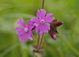 Silene dioica / Rotes Leimkraut / Rote Nachtnelke / Caryophyllaceae / Nelkengewchse