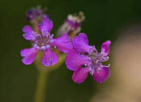 Silene viscaria / Pechnelke / Caryophyllaceae / Nelkengewchse