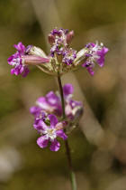 Silene viscaria / Pechnelke / Caryophyllaceae / Nelkengewchse