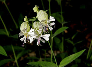 Silene vulgaris ssp. vulgaris / Gewhnliches Taubenkropf-Leimkraut / Caryophyllaceae / Nelkengewchse