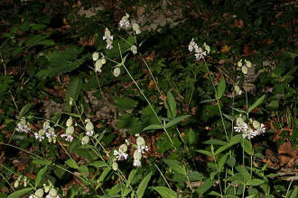 Silene vulgaris ssp. vulgaris / Gewöhnliches Taubenkropf-Leimkraut / Caryophyllaceae / Nelkengewächse