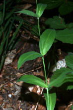 Silene vulgaris ssp. vulgaris / Gewhnliches Taubenkropf-Leimkraut / Caryophyllaceae / Nelkengewchse