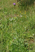 Silybum marianum / Mariendistel / Frauendistel / Asteraceae / Korbbltengewchse