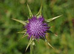 Silybum marianum / Mariendistel / Frauendistel / Asteraceae / Korbbltengewchse