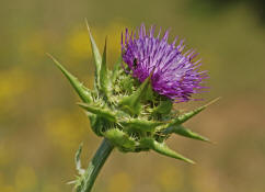 Silybum marianum / Mariendistel / Frauendistel / Asteraceae / Korbbltengewchse