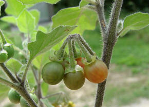Solanum nigrum ssp. schultesii / Behaarter Schwarzer Nachtschatten / Solanaceae / Nachtschattengewchse