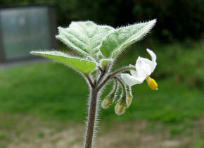 Solanum nigrum ssp. schultesii / Behaarter Schwarzer Nachtschatten / Solanaceae / Nachtschattengewchse