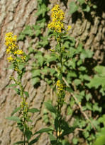 Solidago virgaurea / Gewhnliche Goldrute / Asteraceae / Korbbltengewchse