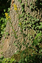 Solidago virgaurea / Gewhnliche Goldrute / Asteraceae / Korbbltengewchse