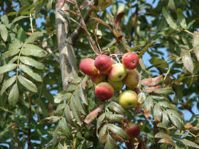 Sorbus domestica / Speierling / Rosaceae / Rosengewchse