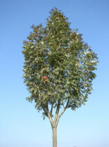 Sorbus domestica / Speierling / Rosaceae / Rosengewchse