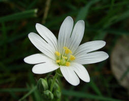 Stellaria holostea / Groe Sternmiere / Caryophyllaceae / Nelkengewchse