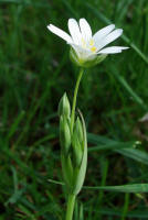 Stellaria holostea / Groe Sternmiere / Caryophyllaceae / Nelkengewchse