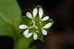 Stellaria media / Gewhnliche Vogelmiere / Hhnerdarm / Caryophyllaceae / Nelkengewchse