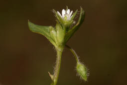 Stellaria media / Gewhnliche Vogelmiere / Hhnerdarm / Caryophyllaceae / Nelkengewchse