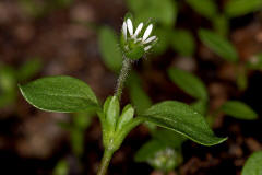 Stellaria media / Gewhnliche Vogelmiere / Hhnerdarm / Caryophyllaceae / Nelkengewchse