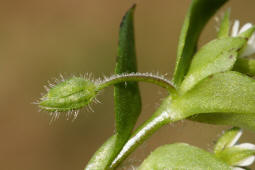 Stellaria media / Gewhnliche Vogelmiere / Hhnerdarm / Caryophyllaceae / Nelkengewchse