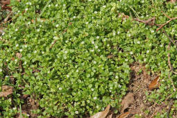 Stellaria media / Gewhnliche Vogelmiere / Hhnerdarm / Caryophyllaceae / Nelkengewchse