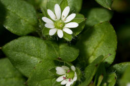 Stellaria media / Gewhnliche Vogelmiere / Hhnerdarm / Caryophyllaceae / Nelkengewchse