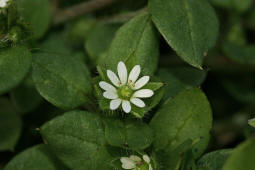 Stellaria media / Gewhnliche Vogelmiere / Hhnerdarm / Caryophyllaceae / Nelkengewchse