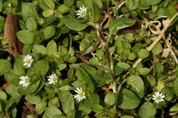 Stellaria media / Gewhnliche Vogelmiere / Hhnerdarm / Caryophyllaceae / Nelkengewchse