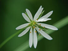 Stellaria nemorum / Hain-Sternmiere / Wald-Sternmiere / Caryophyllaceae / Nelkengewchse