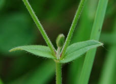 Stellaria nemorum / Hain-Sternmiere / Wald-Sternmiere / Caryophyllaceae / Nelkengewchse