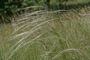 Stipa tirsa / Rossschweif-Federgras / Poaceae / Sgrser