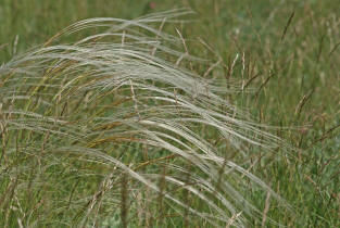 Stipa tirsa / Rossschweif-Federgras / Poaceae / Sgrser