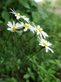 Tanacetum corymbosum / Straubltige Wucherblume / Asteraceae / Korbbltengewchse